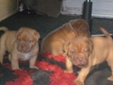 Dogue de bordeaux cuccioli.