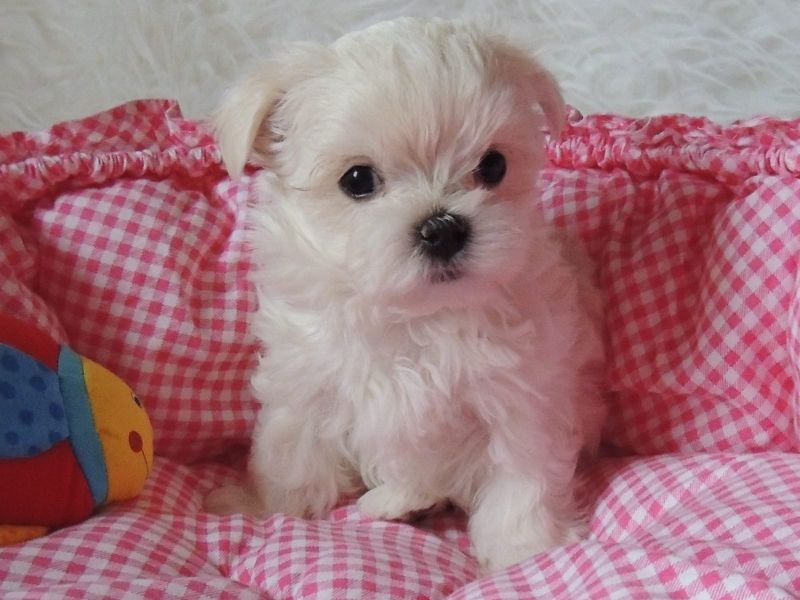 Molto bella e sani cuccioli di micro maltese per adozione maschi e femmine disponibili (gratis)  