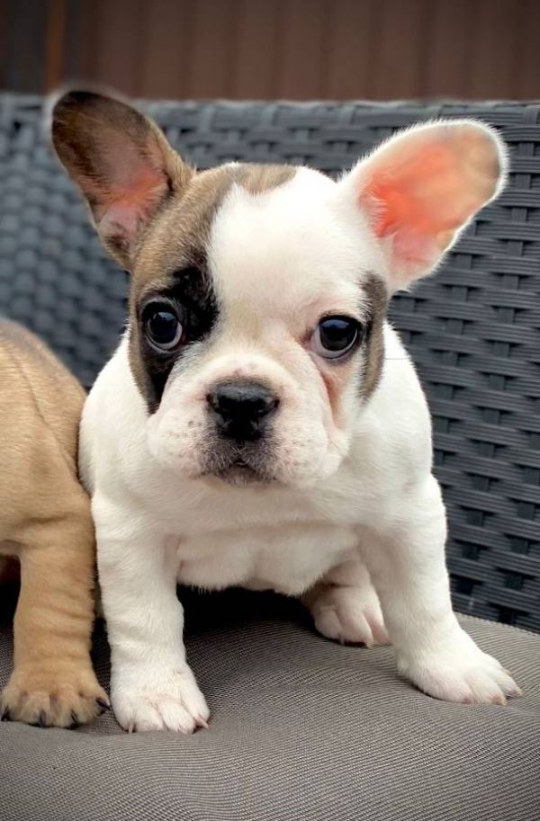 Reaglo 3 cuccioli di bulldog francese cercano casa