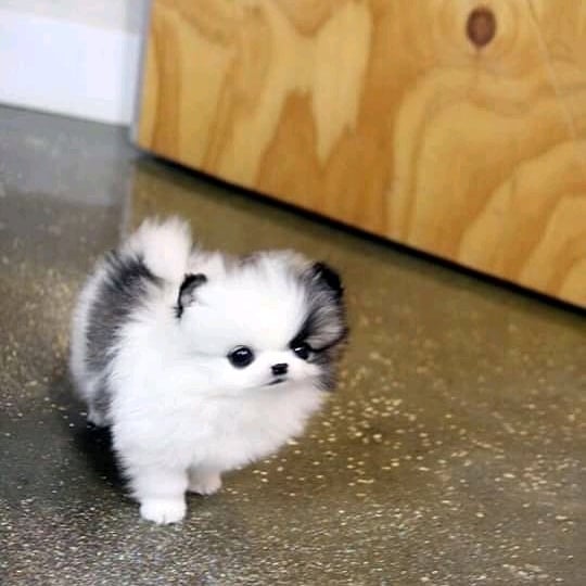 2 Spitz pomerania toy