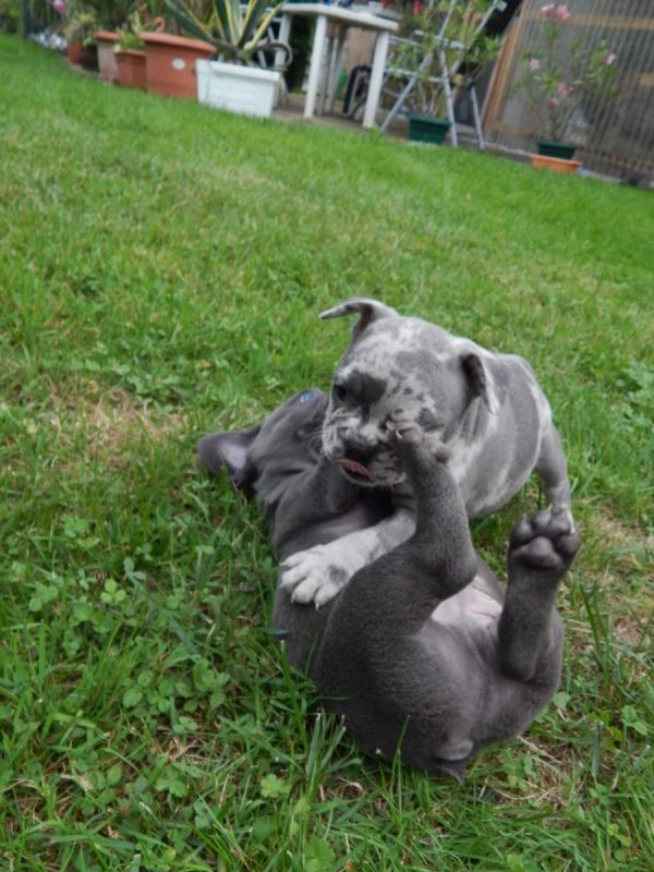 Maschio e femmina adorabile bulldog francese  cuccioli disponibili per l'adozione