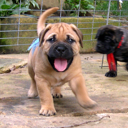 REGALO BullMastiff cuccioli