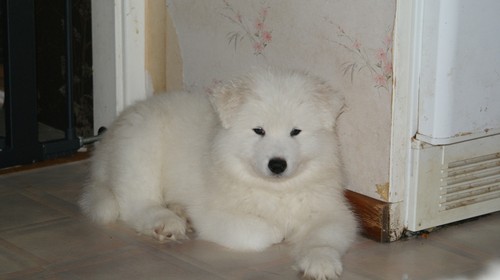 Regalo adorabili cuccioli di Samoiedo femminucce e maschietti disponibili per l'adozione gratuita i 
