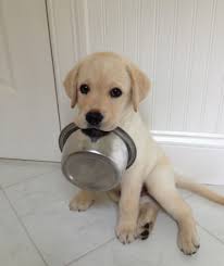 Adorabili cuccioli di labrador femminucce e maschietti disponibili per l'adozione cuccioli sono vacc