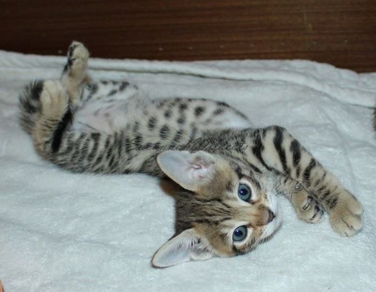 Voglio ri-casa il mio gattini Savannah di pura razza a