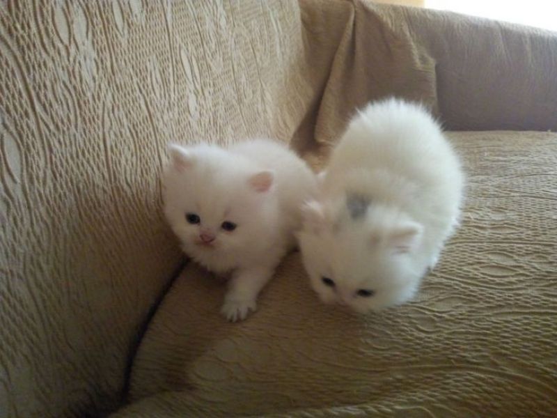 REGALO Gattini persiani per l'adozione  Ho 2 splendide gattino femmine e Maschio  persiano, uno � un