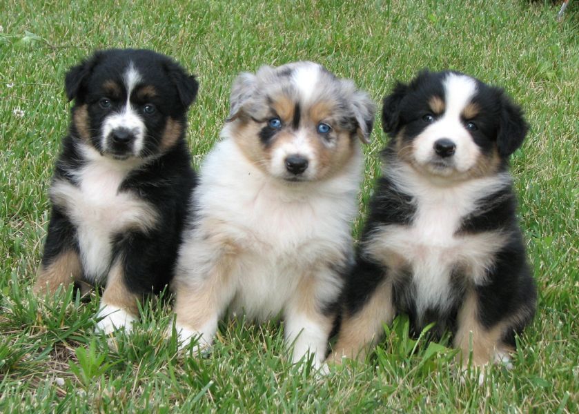 Regalo adorabili cuccioli  pastore australiano  femminucce e maschietti disponibili