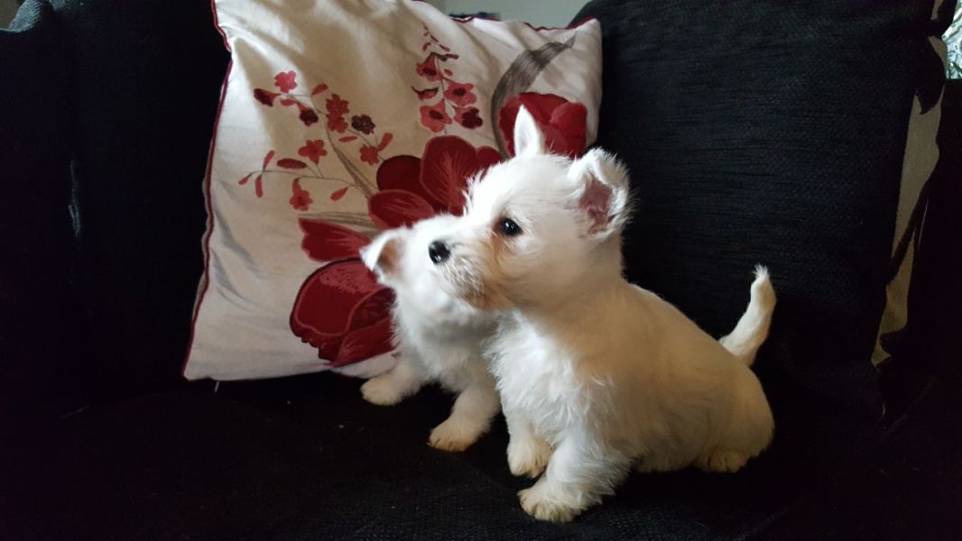 AKC West Highland White Terrier