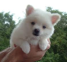 Volpino spitz pomerania