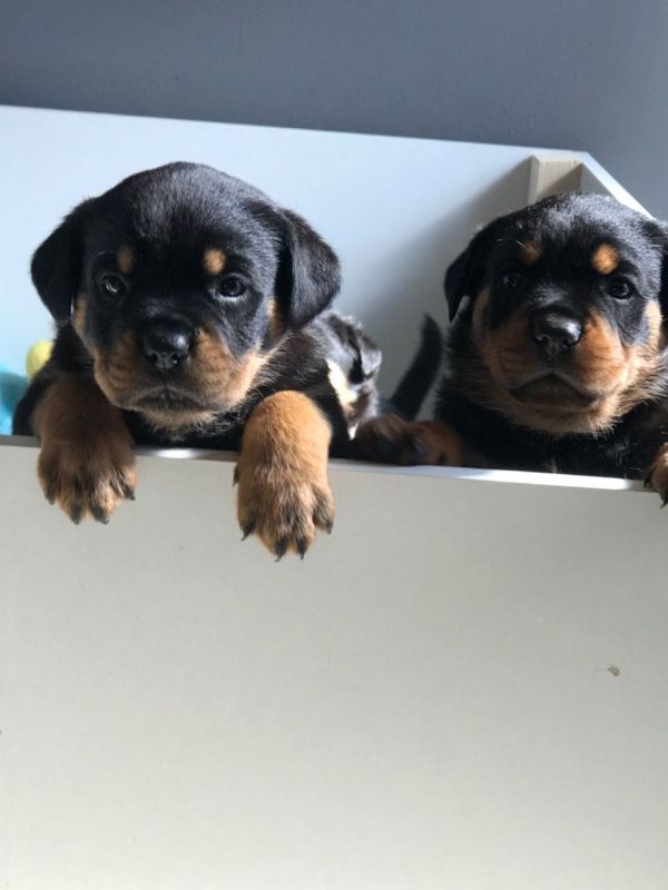 Rottweiler cuccioli introvabili cuccioli di Rottweiler intelligenti e dolcissimi attaccati al padron