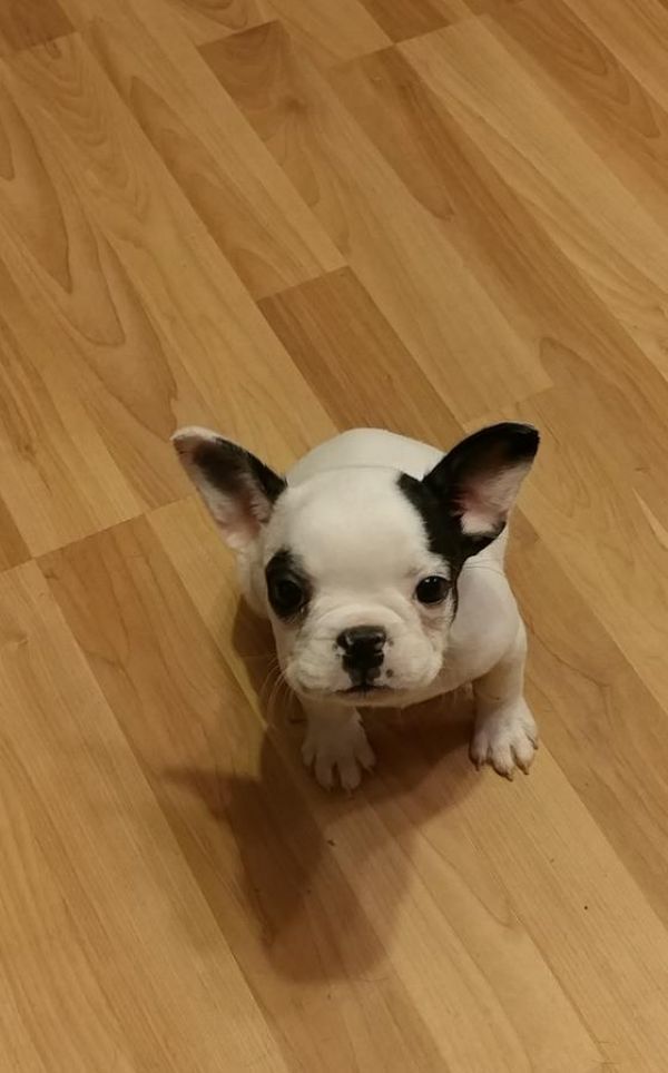 REGALO Bulldog francese blu bianco femmina e maschio