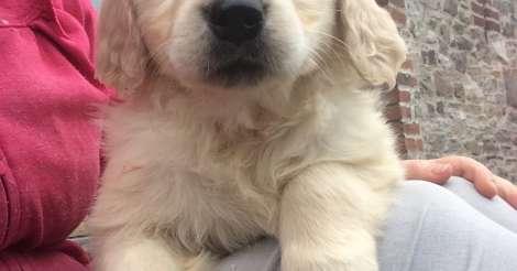 Cuccioli di golden retriever pronti ora