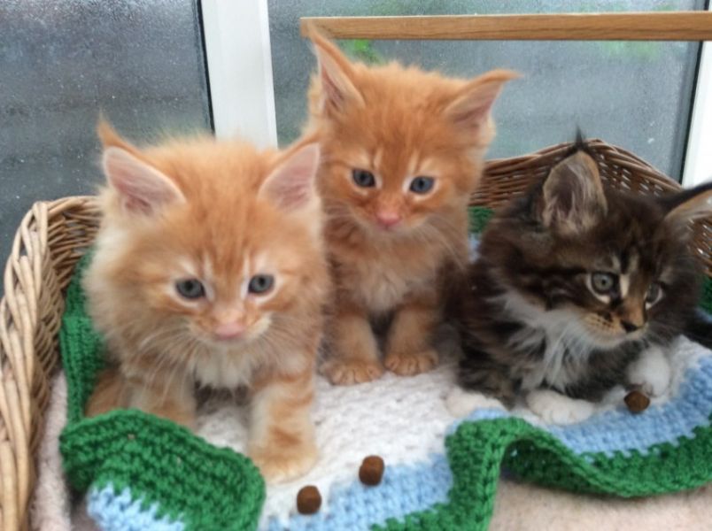 Maine coon gattino tipo in regalo