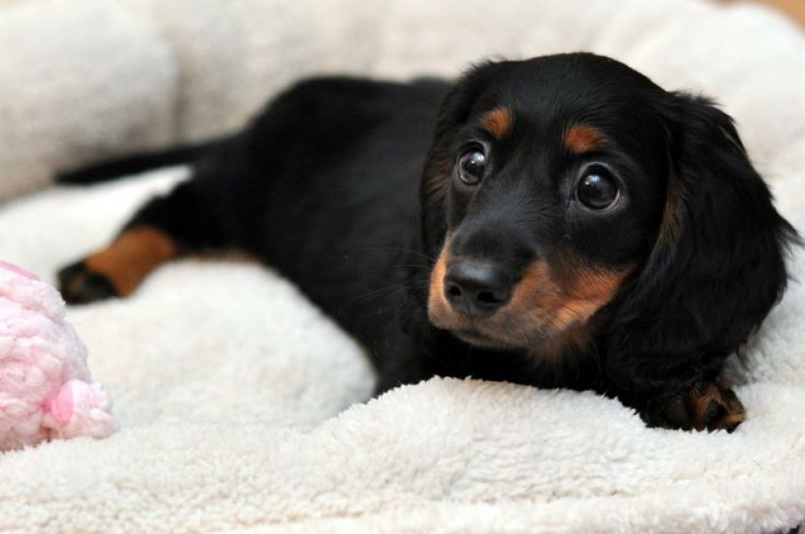 Regalo adorabili cuccioli  bassotto femminucce e maschietti disponibili
