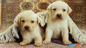 Cuccioli Labrador con PEDIGREE