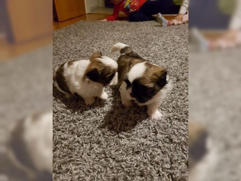 Cuccioli shihtzu taglia piccola