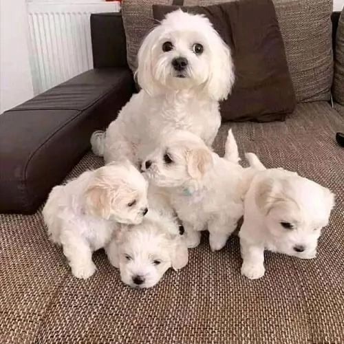 Regalo Maschietti Maltese taglia piccolissima