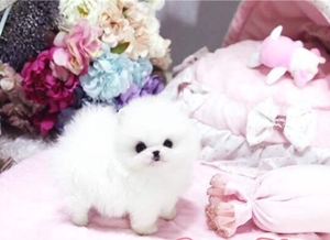 Volpino spitz pomerania
