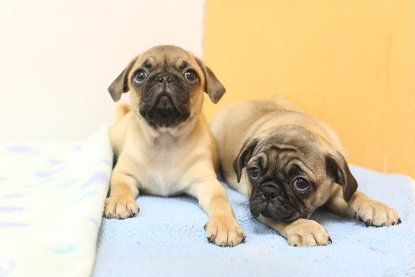 Regalo Carlino Disponiamo di una cucciolata di Carlino, i cuccioli verranno Dato dopo 90 giorni dall