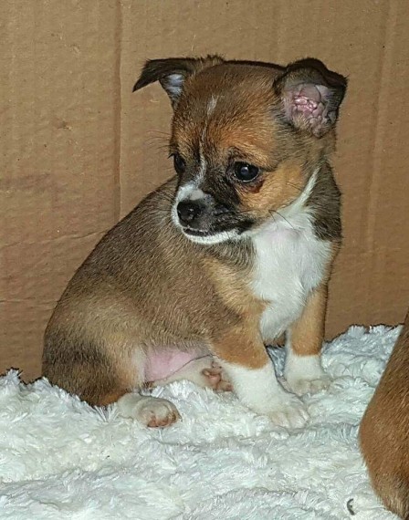 REGALO jack russell cuccioli