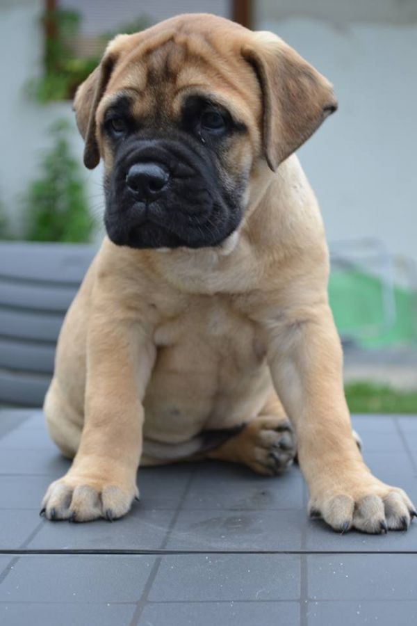 REGALO BullMastiff cuccioli