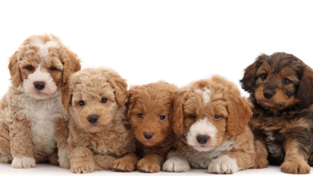 Disponibili cuccioli Goldendoodle registrati