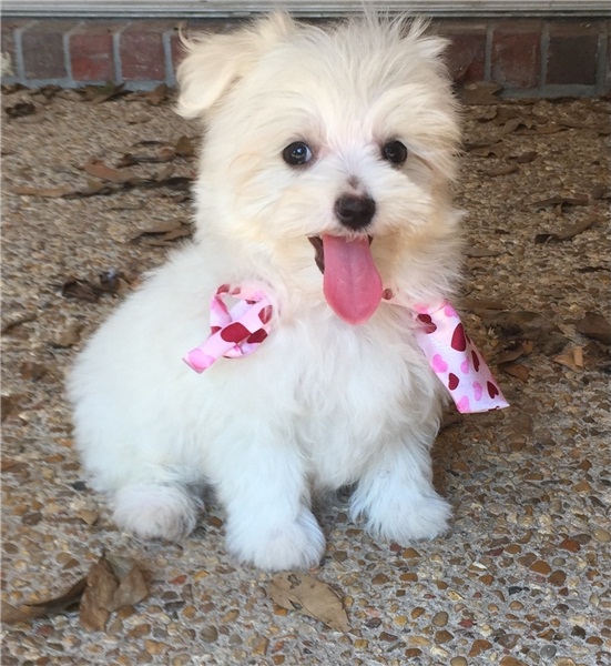 REGALO Dolci cuccioli Maltese per l'adozione