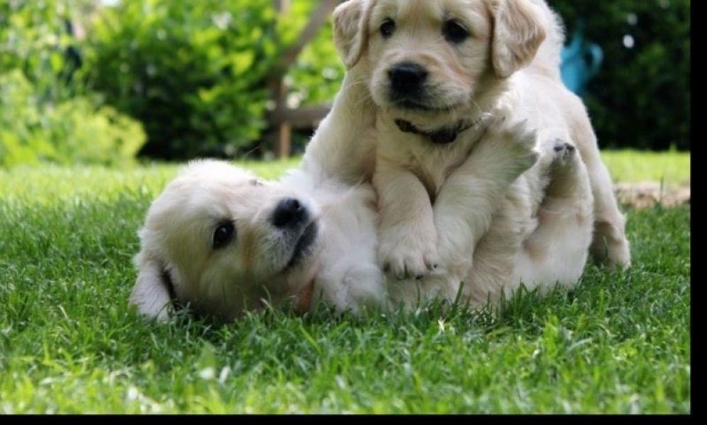 Cuccioli di golden retriever  ( per regalo )