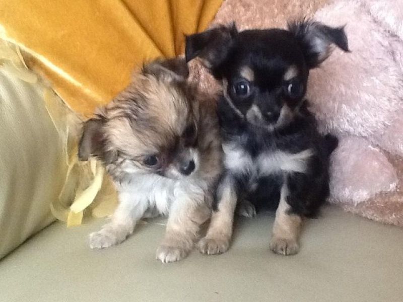  Molto bella e sani cuccioli di chihuahua per adozione maschi e femmine disponibili (gratis)