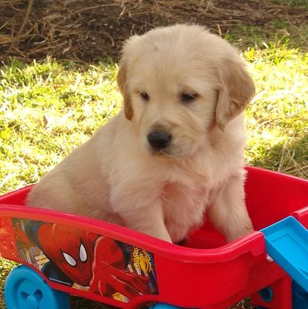 REGALO Golden retriver