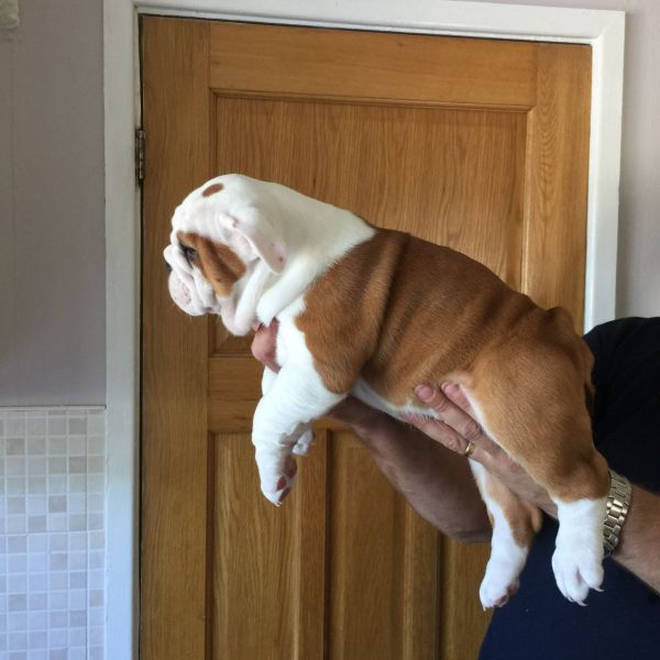 Bella Bulldog inglese cuccioli