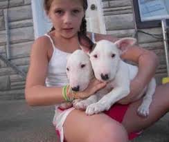 Cerco Cucciolo di Bull Terrier maschio in Regalo