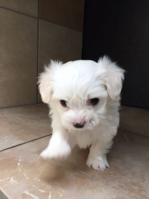 Cuccioli maltese mini toy con pedigree 