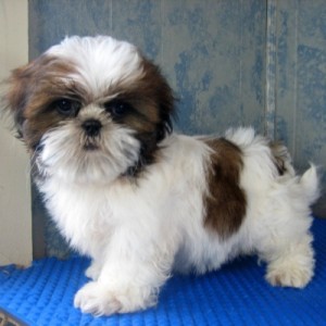 Adorabili cuccioli di shih tzu femminucce e maschietti disponibili per l'adozione gratuita