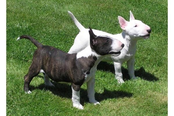 Cuccioli di bull terrier.