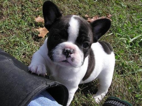 REGALO:Cuccioli di bulldogue francese .re(gal)o