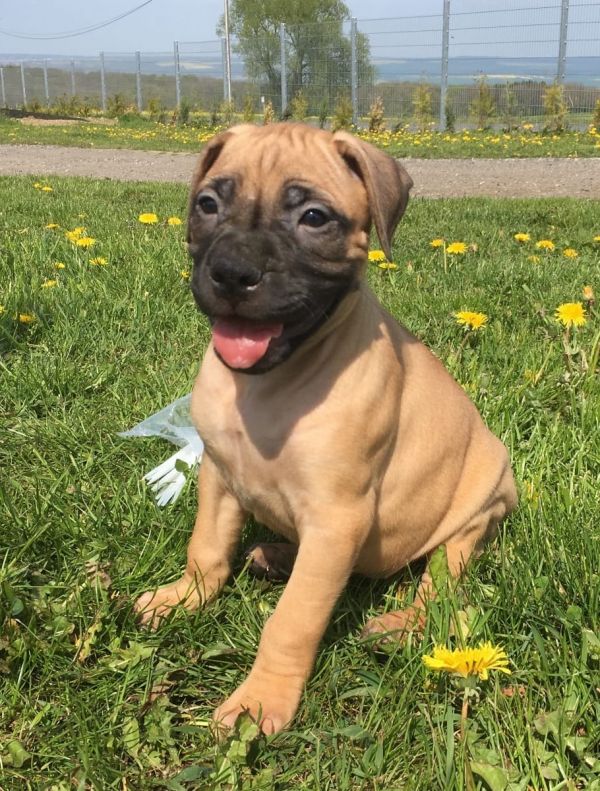  cuccioli di bullmastiff  ( per regalo )