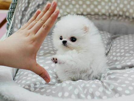 Regalo Volpini cuccioli di pomerania