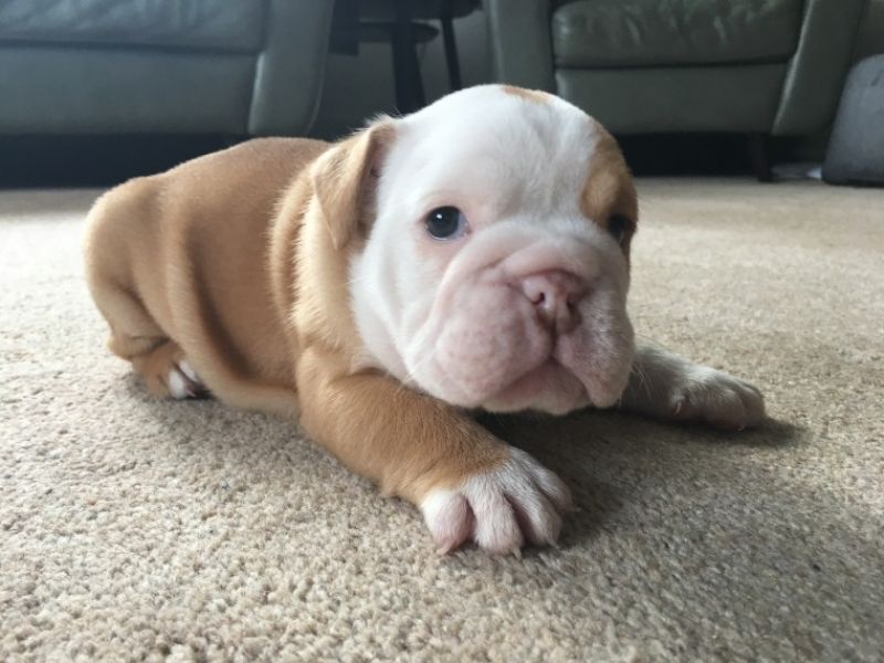 Regalo Bulldog inglese cuccioli disponibili