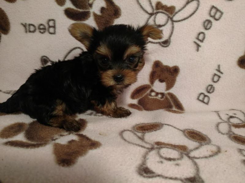  cuccioli di yorkshire