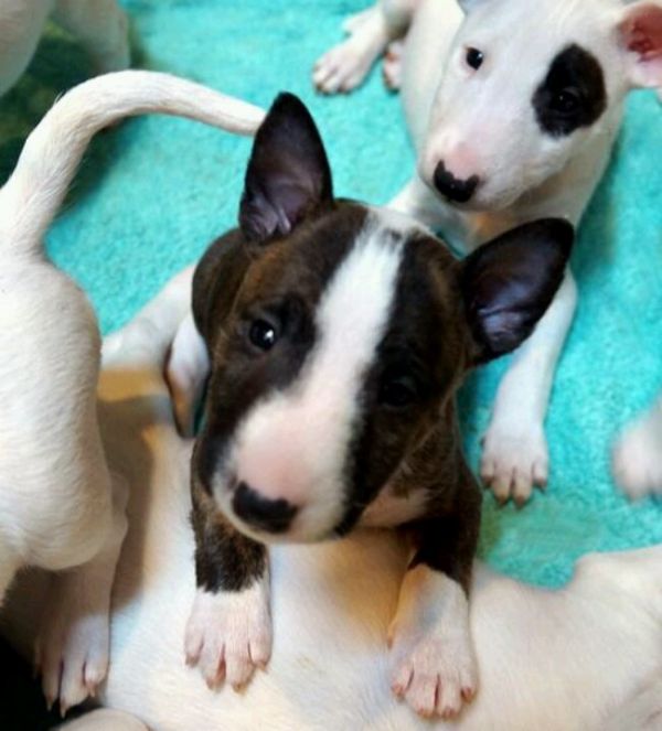  adorabili cuccioli di bull terrier femminucce e maschietti disponibili .