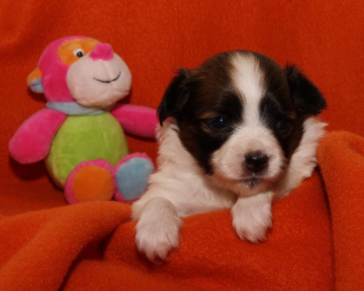 Cuccioli di papillon  ( per regalo )