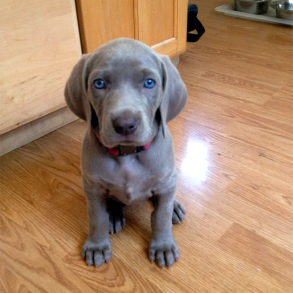 REGALO Cuccioli di Weimaraner