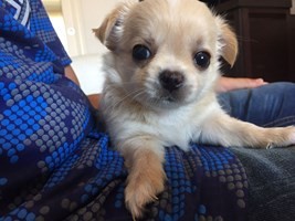 Cuccioli di Chihuahua a pelo lungo