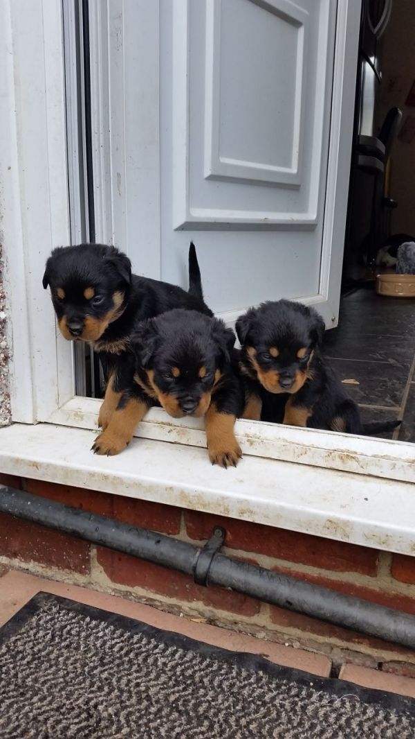 Regalo ROTTWEILER CUCCIOLI (MASCHIO E FEMMINA) bellissimo cuccioli di rottweiler (maschio e femmina)