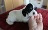 Disponibili da subito cuccioli di cocker spaniel inglese