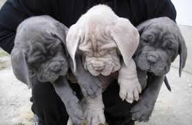  Offro in regalo Mastino Napoletano cuccioli con pedigree . cuccioli di Mastino Napoletano Siamo urg