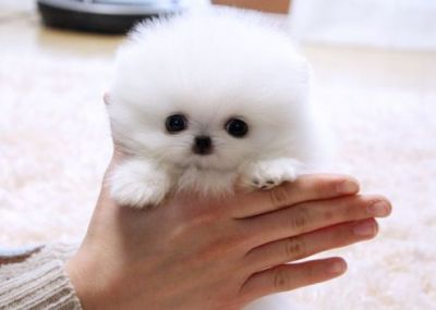 Amico 2 Toy Pomeranian cucciole con Pedigree