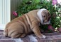 Cuccioli Pedigree Bulldog inglese  Cuccioli Pedigree Bulldog inglese