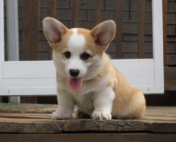 Adorali cuccioli di Cardigan Welsh Corgi   femminucce e maschietti disponibili per l'adozione